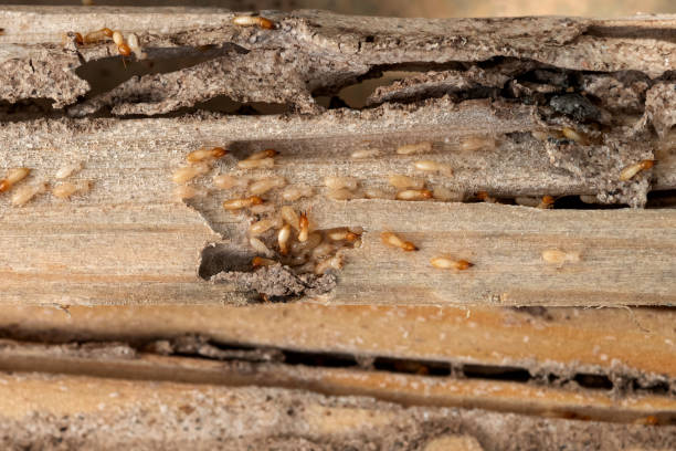 Best Wasp Removal Services  in Glen Ellyn, IL