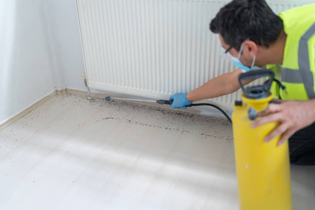 Flea Control Services in Glen Ellyn, IL